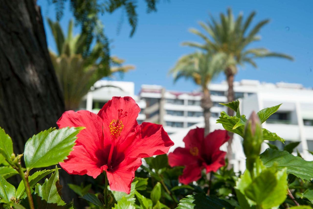 Апартаменты Optimist Deluxe Плая-де-лас-Америкас Экстерьер фото
